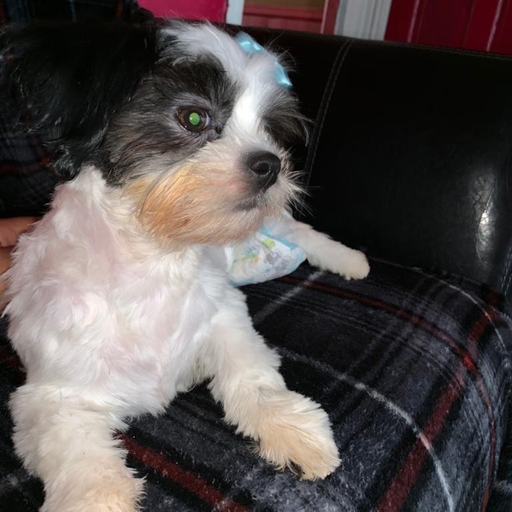 Meet your Posher, Rosi